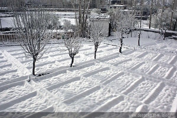 Our guesthouse's kitchen garden after snowfall