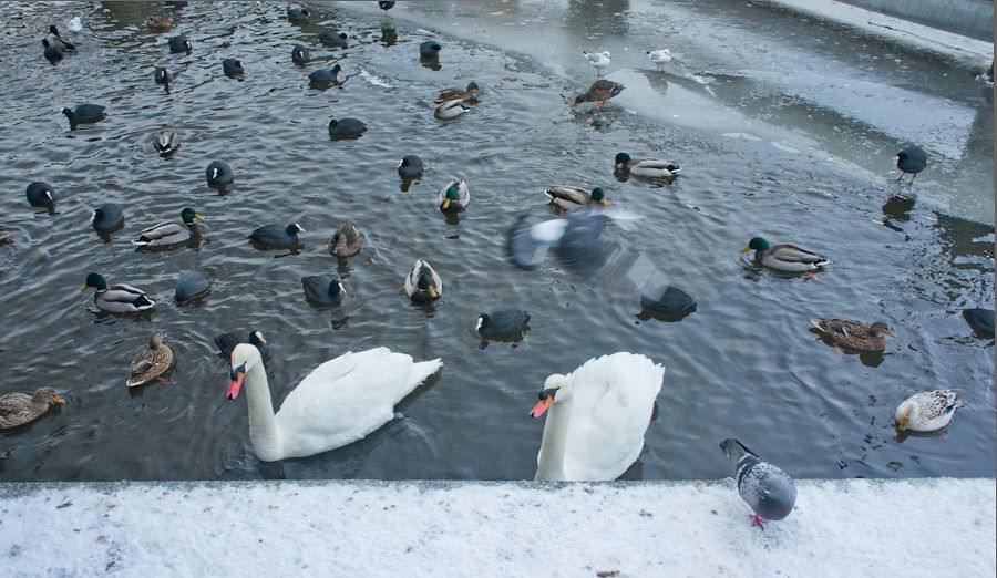 Birds acting a touch restless in the frozen canals