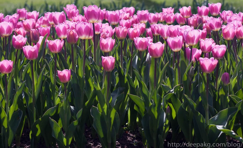 Postcard from Keukenhof