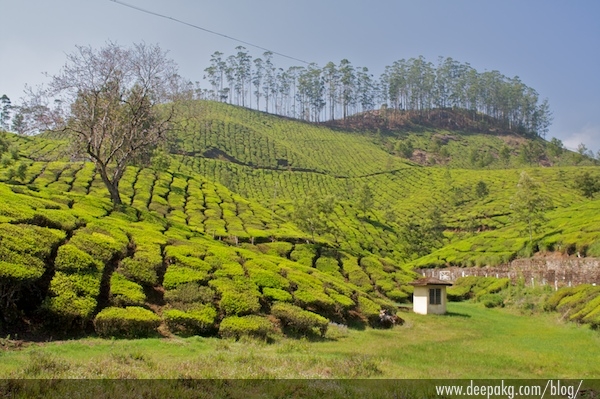 Yet another tea plantation