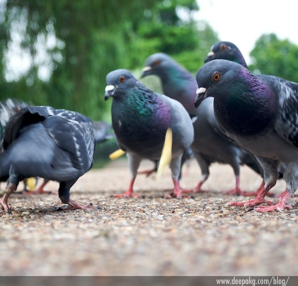 Pigeons and Fries