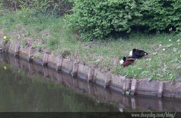 Sleeping ducks