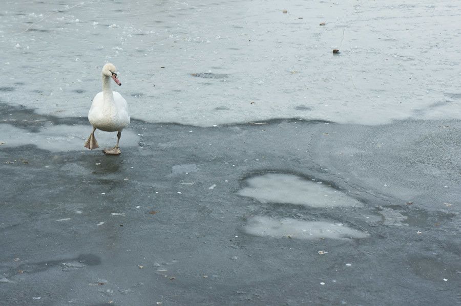 The swan that wasn't frozen after all