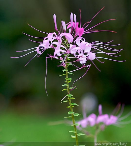 Stamens