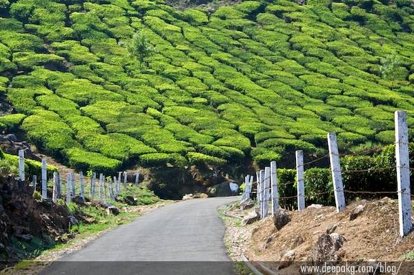 A path leading to a tea plantation and beyond