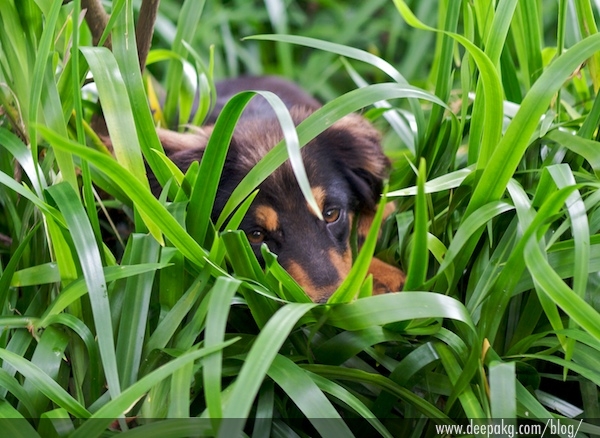 Do dogs have nests