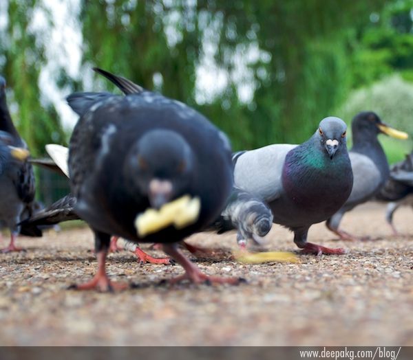 Pigeons and Fries