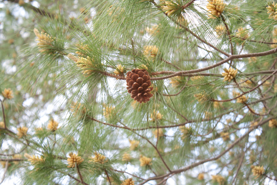 A pine cone