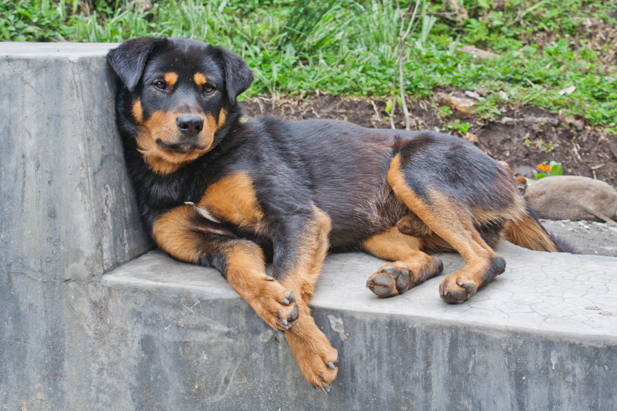 An adorable mountain dog