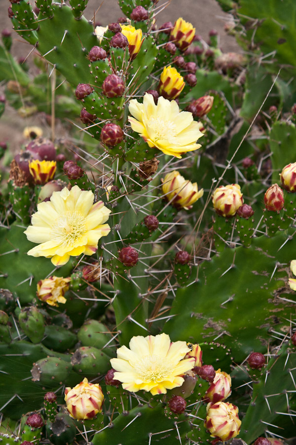 Cactus with yellow flowers