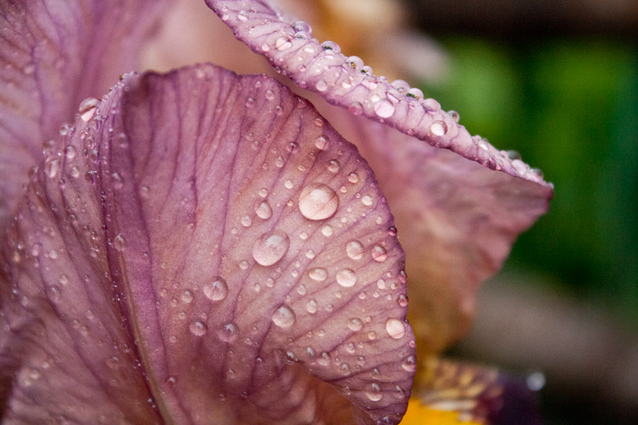 Large pink petals of a flower