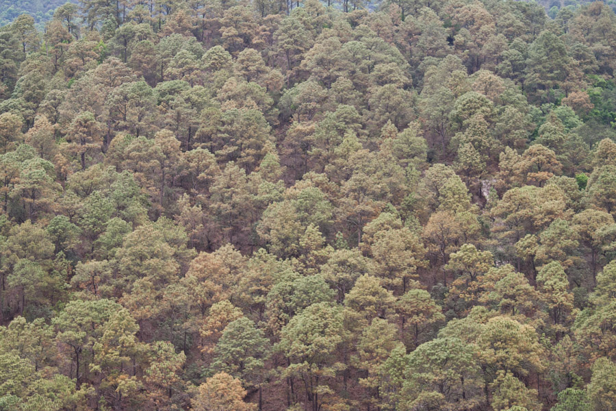 One of the many faces of the himalayas in Bhutan